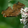 Eastern Comma