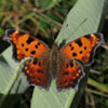 Eastern Comma