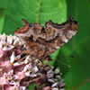 Eastern Comma