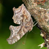 Eastern Comma