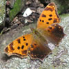 Eastern Comma
