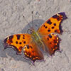 Eastern Comma
