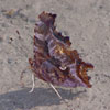 Eastern Comma