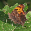Eastern Comma