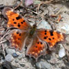 Green Comma