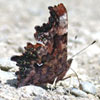 Green Comma