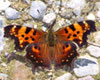 Green Comma