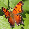 Gray Comma