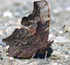 Gray Comma
