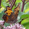 Gray Comma