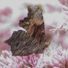 Gray Comma