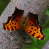 Gray Comma