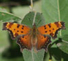 Gray Comma
