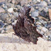 Gray Comma