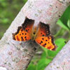 Gray Comma