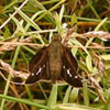 Little Glassywing