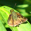 Little Glassywing