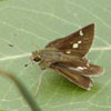 Little Glassywing