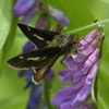 Little Glassywing