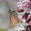 Little Glassywing