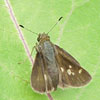 Little Glassywing