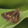 Little Glassywing