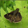 Little Glassywing