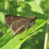 Little Glassywing