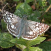 Common Checkered Skipper