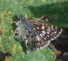 Common Checkered Skipper