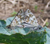 Common Checkered Skipper