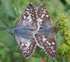 Common Checkered Skipper