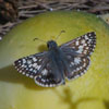 Common Checkered Skipper