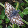 Common Checkered Skipper