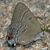 Banded Hairstreak