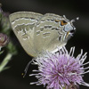 Banded Hairstreak