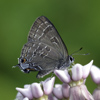 Hickory Hairstreak
