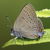 Edwards' Hairstreak