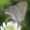 Edwards' Hairstreak