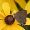 Edwards' Hairstreak