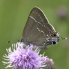 Oak Hairstreak