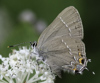 Oak Hairstreak