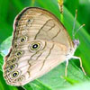 Appalachian Brown