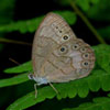 Appalachian Brown