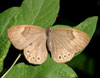 Appalachian Brown