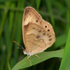 Appalachian Brown