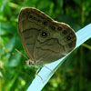 Appalachian Brown