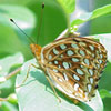 Aphrodite Fritillary