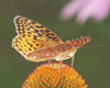 Aphrodite Fritillary