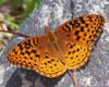 Aphrodite Fritillary
